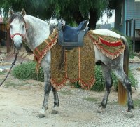 Horse Barding (image for) Horse Barding